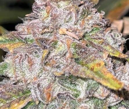 Jon’s Stone-Cold Cop List #48: Americans in Spain