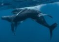 Scientists Discover Male Humpback Whales Having Gay Sex