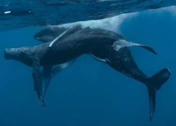 Scientists Discover Male Humpback Whales Having Gay Sex