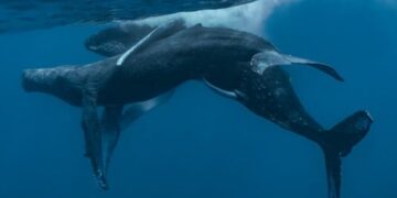 Scientists Discover Male Humpback Whales Having Gay Sex