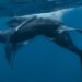 Scientists Discover Male Humpback Whales Having Gay Sex