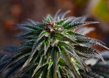 Hawaiian Senate Overwhelmingly Approves Adult-Use Cannabis Legalization Bill