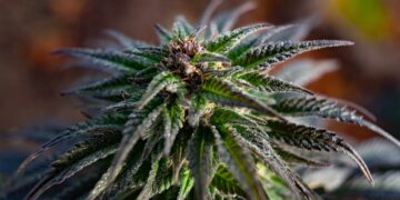 Hawaiian Senate Overwhelmingly Approves Adult-Use Cannabis Legalization Bill