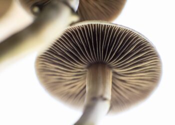 New Mexico Senate Signs Psilocybin Memorial Legislation