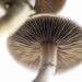 New Mexico Senate Signs Psilocybin Memorial Legislation
