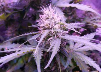 Three Out of Four Americans Live in State with Adult-Use or Medical Cannabis, Pew Research Center Finds