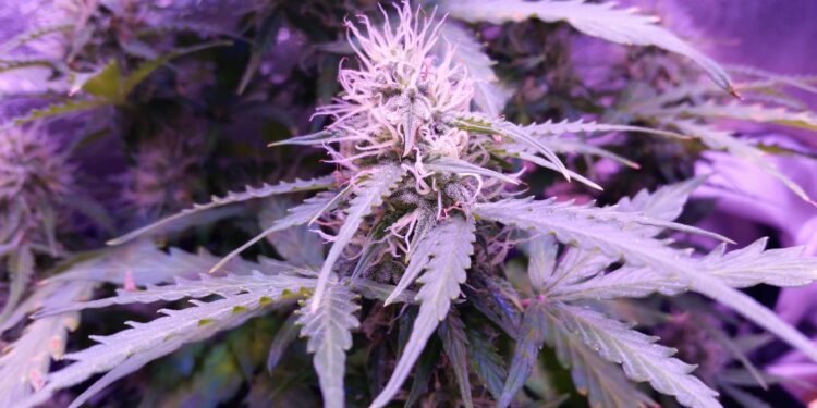 Three Out of Four Americans Live in State with Adult-Use or Medical Cannabis, Pew Research Center Finds