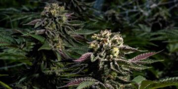 A Commitment to the Culture